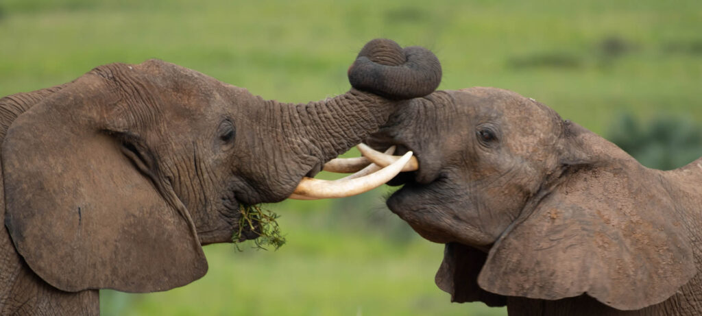 elephants in Murchison falls national park