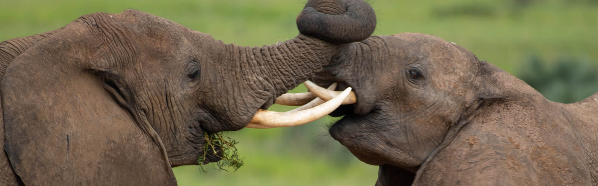 elephants in Murchison falls national park