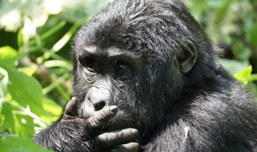 Gorilla families in Bwindi Impenetrable National Park