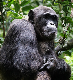 Chimpanzee in Kibale Forest