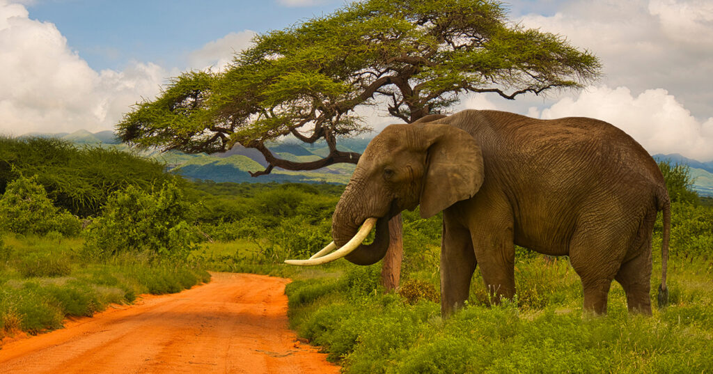 Elephants in Serengeti