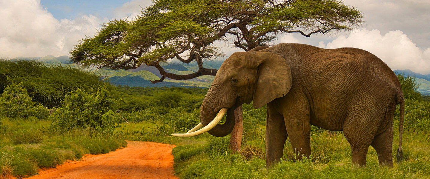 Elephants in Serengeti