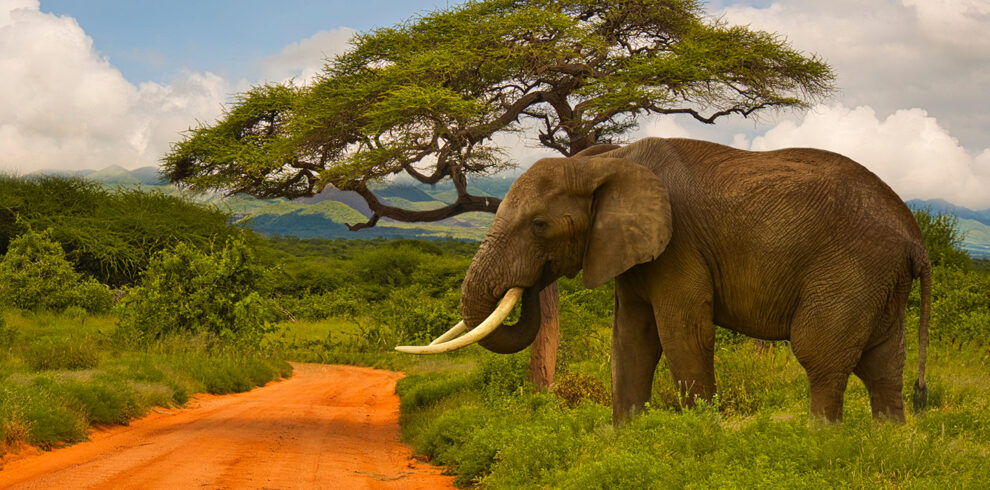 Elephants in Serengeti