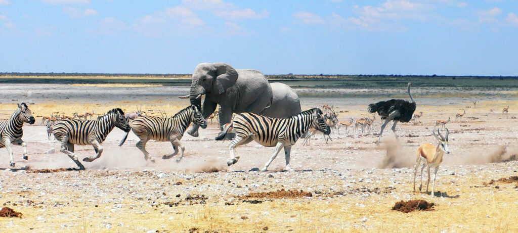 Etosha National Park