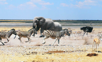 Etosha National Park