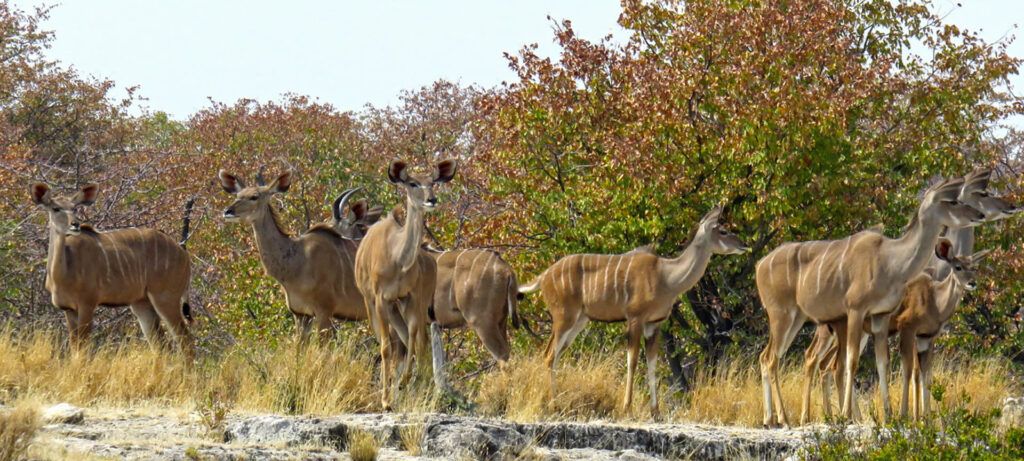 Etosha National Park namibia