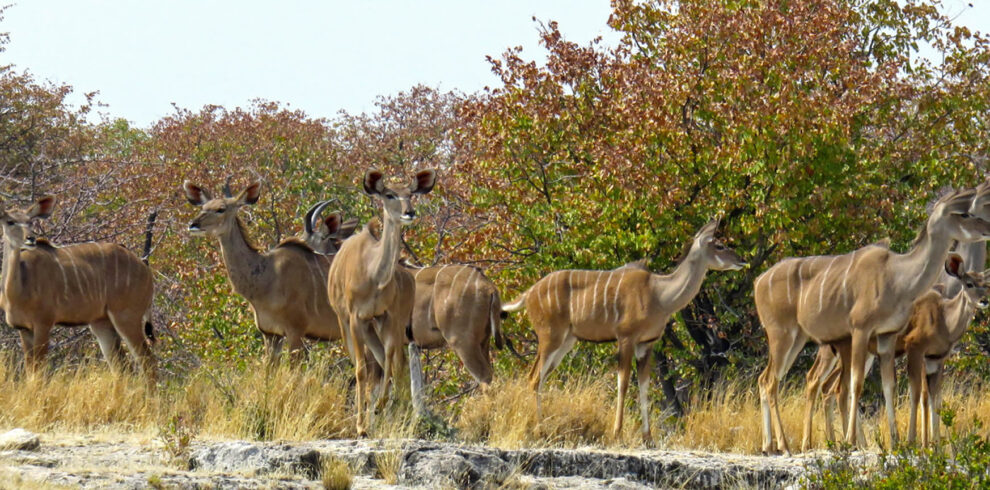 Etosha National Park namibia