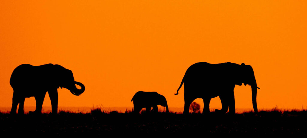 elephants in botswana