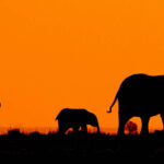 elephants in botswana