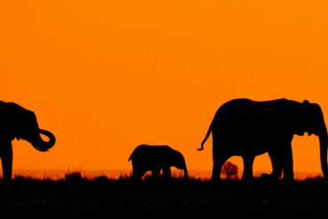 elephants in botswana