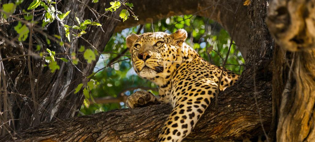 leopard in botswana