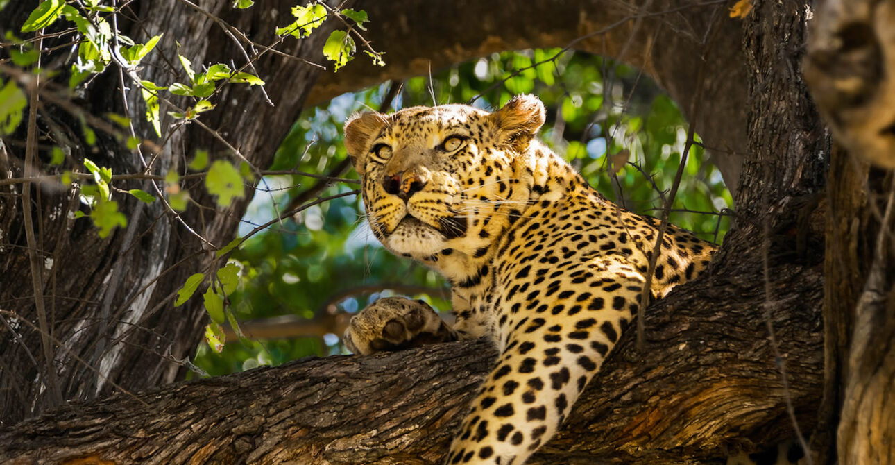 leopard in botswana