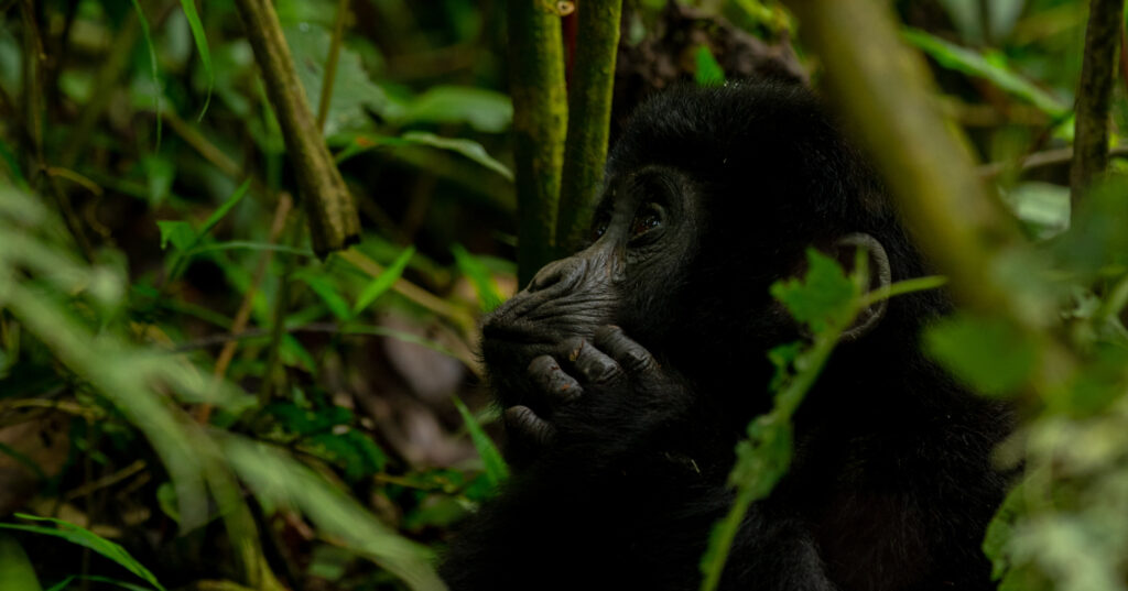 primates of Uganda - gorilla