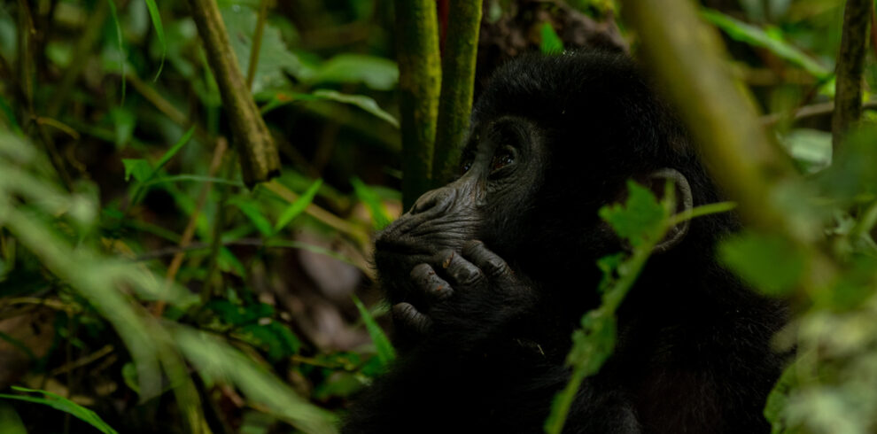 primates of Uganda - gorilla