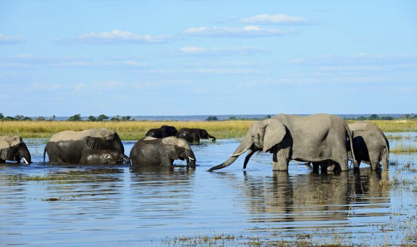 The Jewel of Southern Africa Botswana