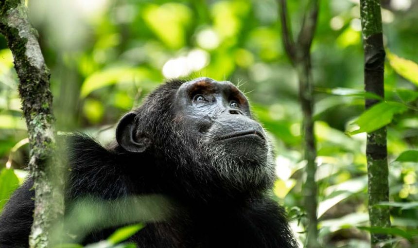 A Complete Guide to Chimpanzee Trekking in Kibale Forest.